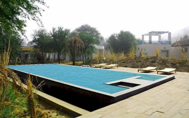 Trees N Tiger Sariska