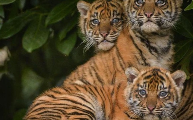 The Kings Place - Very Central Chester - Chester