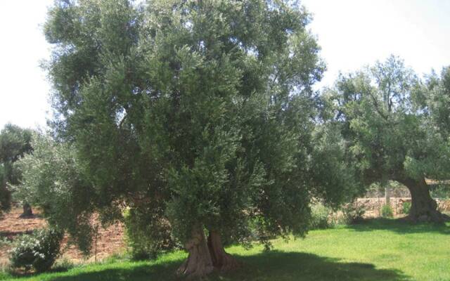 La Vigna Vecchia