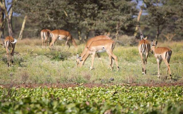 Lake Naivasha Resort