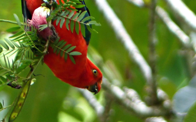 Daintree Valley Haven
