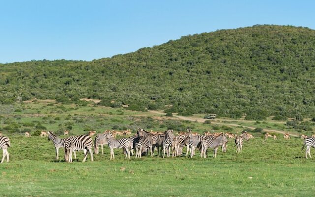 Shamwari Sarili Lodge