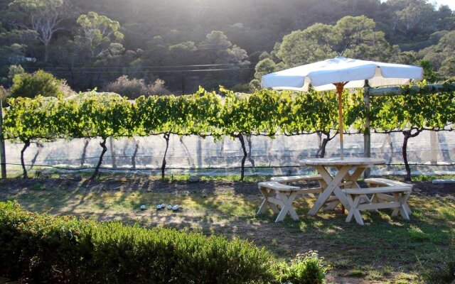 Every Man and His Dog Vineyard