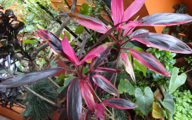 Four Seasons Home Stay (1BDH)