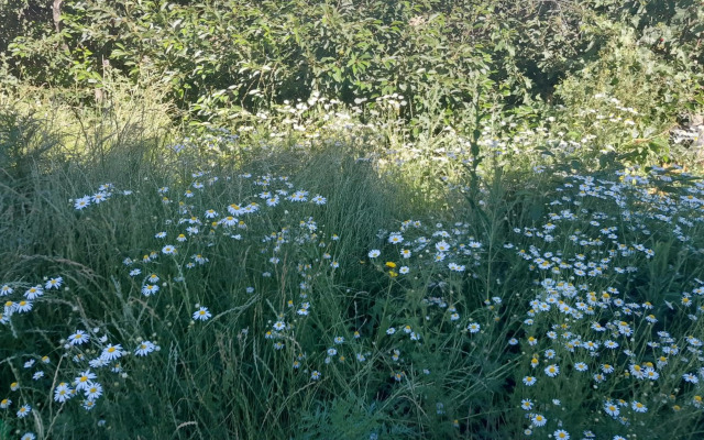 Waterfall in the yard