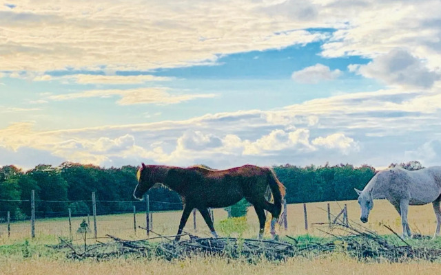 Gouden Hert: relaxen in comfort! #otterlo #hogeveluwe