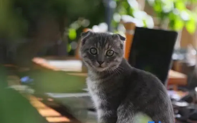 Yingshan Countryside B&B (Erhai Caicun Longkan Wharf Branch)