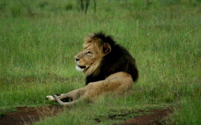 Wild Ivory Eco lodge