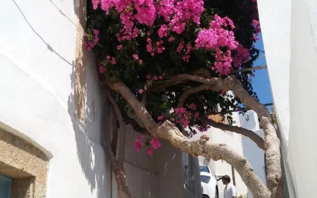 The large bougainvillea house