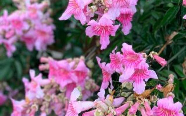 Ziggy's Mountain Retreat