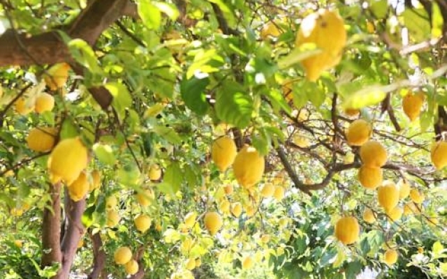 Hotel Finca Ca's Curial