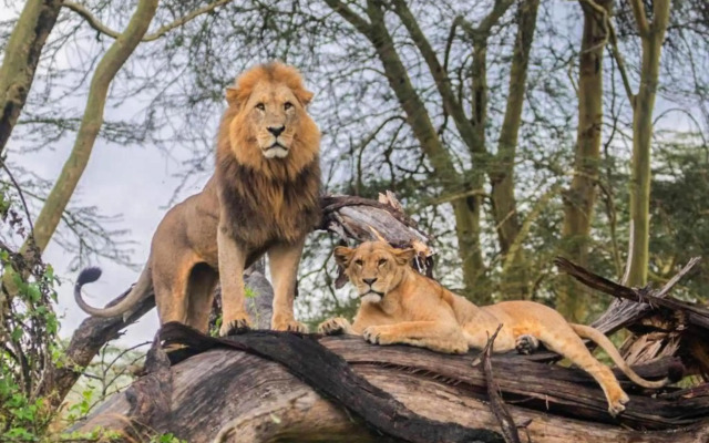 Lake Nakuru Lodge