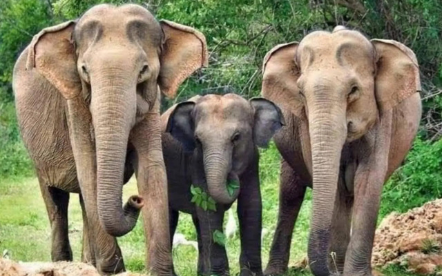 Humbhaha Jungle Nature Eco Resort