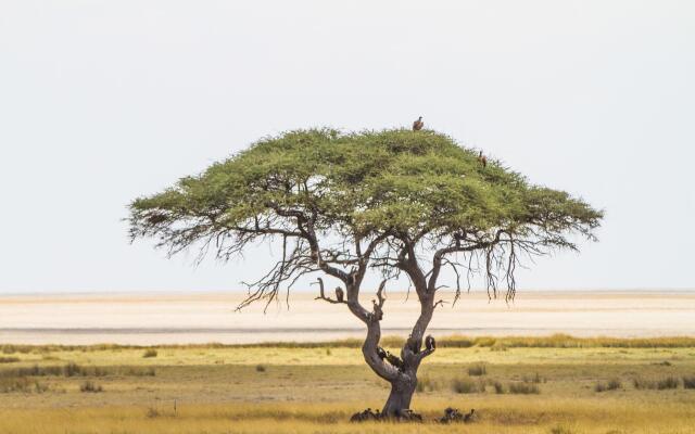 Eagle Tented Lodge & Spa Etosha