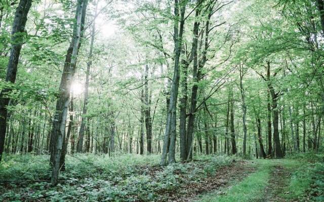 Tentrr - Whippoorwill Woods