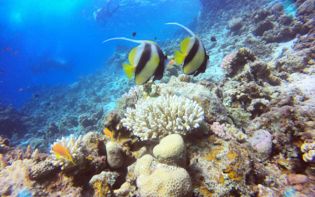 Casa d'Or Dahab