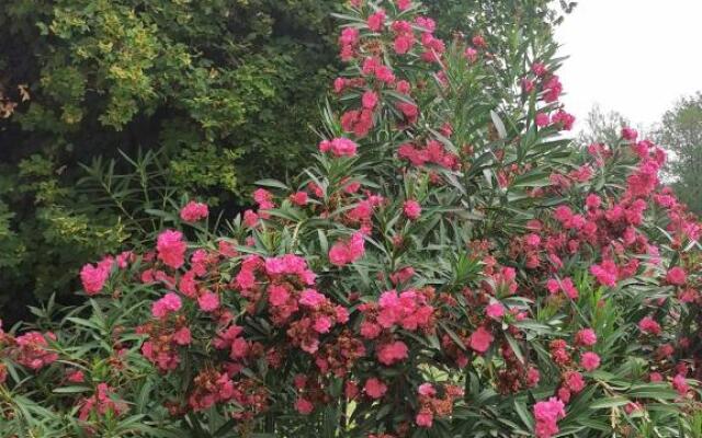 Il Grifo - Bilocale in collina sul mare a Gradara