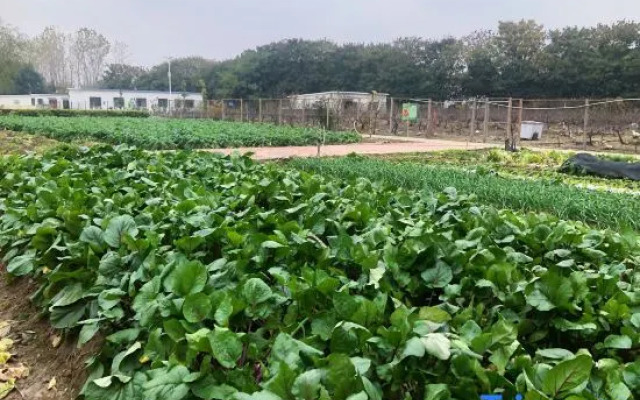 Wuhan Jointown White Swan Eco Hotel