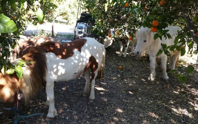 Quinta Vita- Vila Laranja
