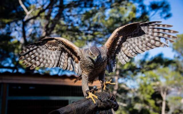 Noguera de la Sierpe