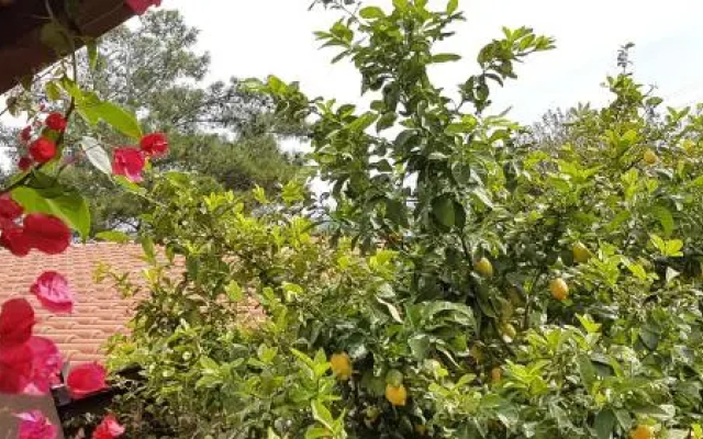 Mandarin Konukevi