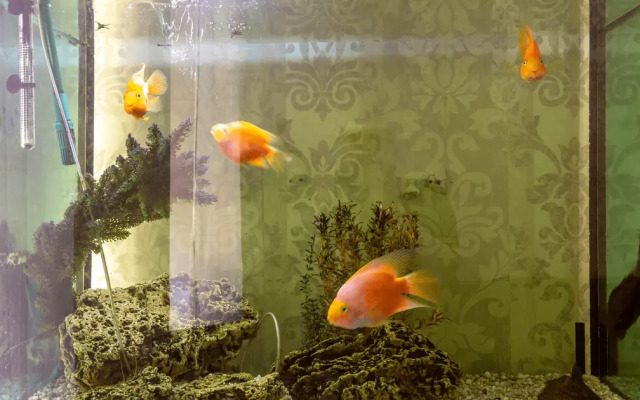 Музыка центра Питера