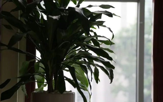 Sunrise Ninh Binh Hotel - Hostel