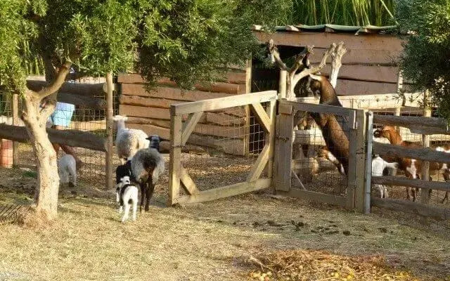 Lefkogia Farm