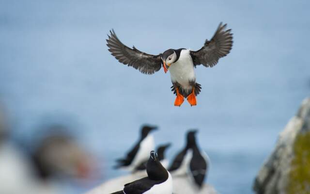 Puffin Palace Guesthouse