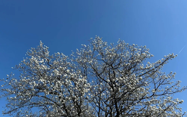 The Beautiful White House