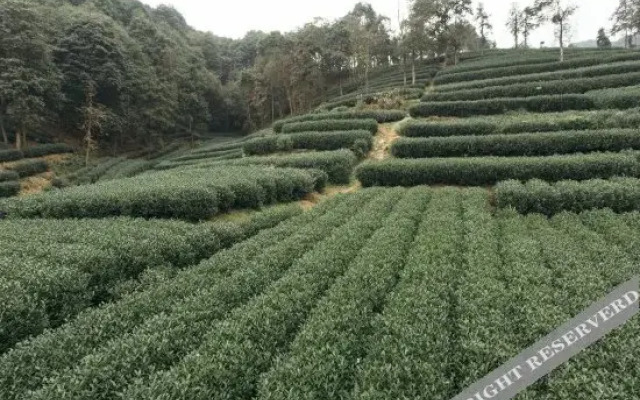 Hangzhou Qingcha Hostel