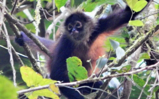 Naguala Jungle Lodge