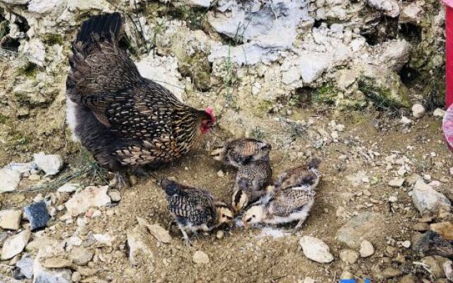 Longji Terraced Field Yunduan Scenic Homestay (Ancient Zhuang Village)