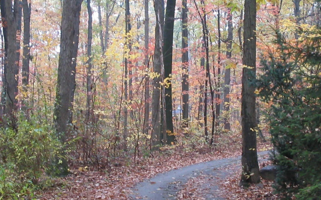 Bear House Bed and Breakfast