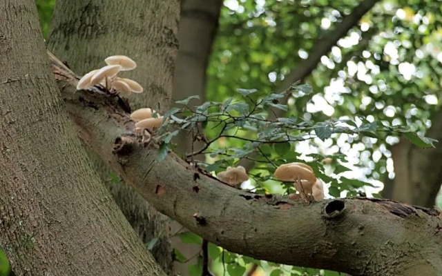 Bed En Breakfast Putten