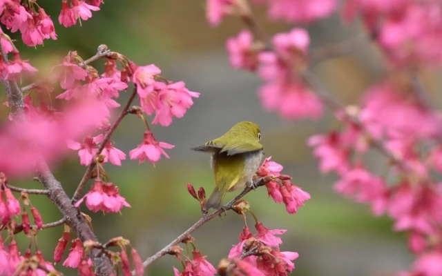 Tomato red classical Homestay