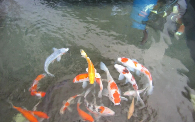Griya Srikandi Female Syariah