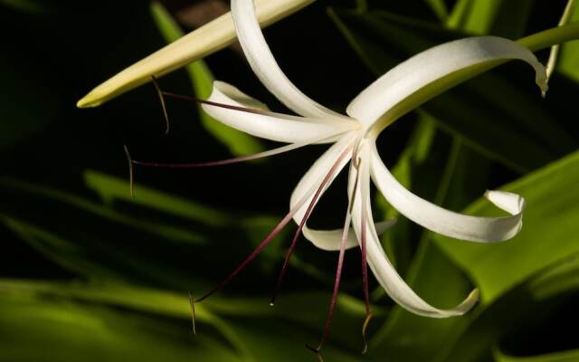 Pangani Cliffs Lodge