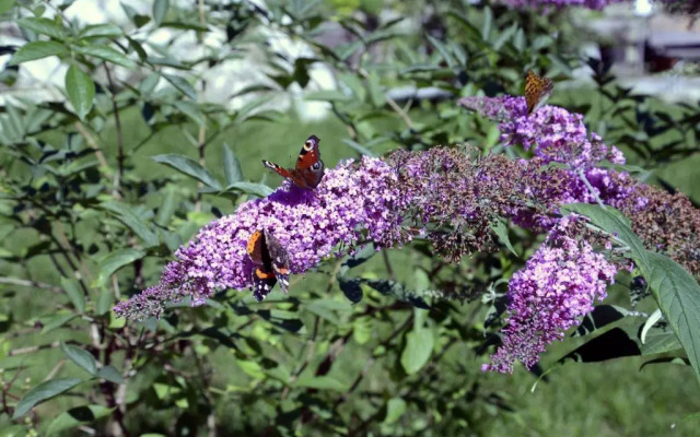 Hotel im Wald Hammerschmiede