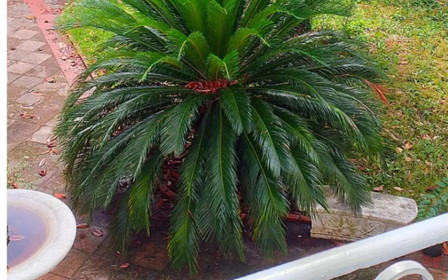 Un Giardino a Due Passi dal Mare