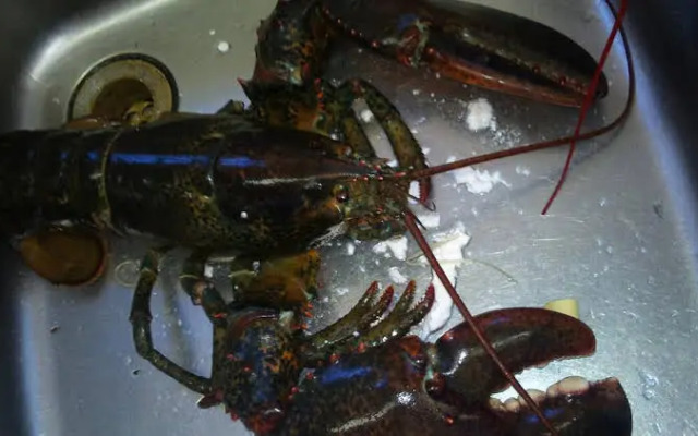 Landhotel Weisses Röß`l