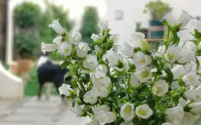 Sanqiu Country House in Dali