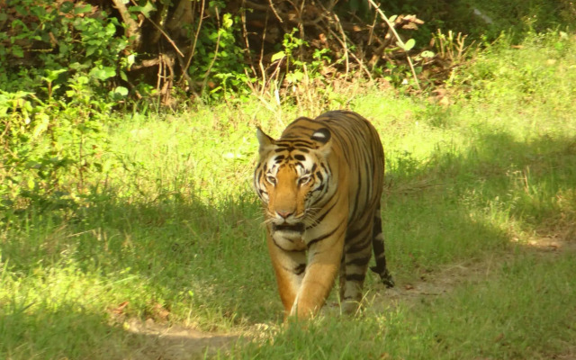 Windsor Tiger Resort