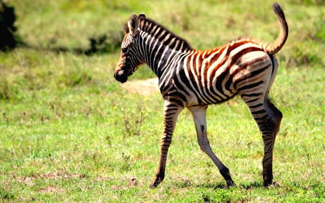 Safari Lodge - Amakhala Game Reserve