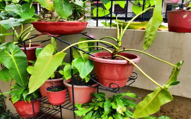 Ubex Home Samridhi