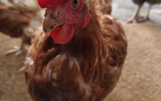 Penhallow House Glamping Retreat