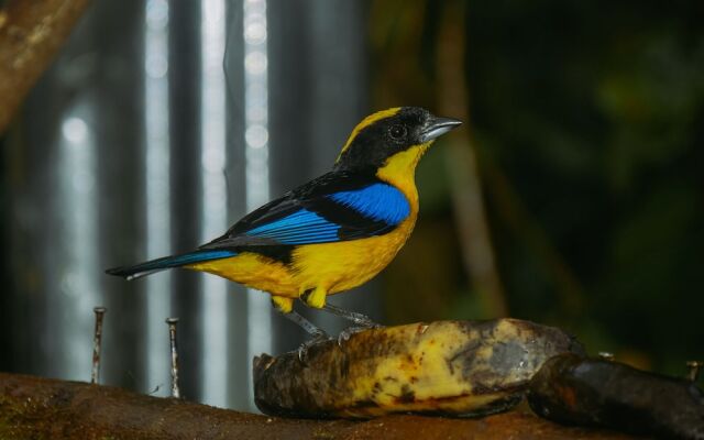 Birdwatchers House y Lodge