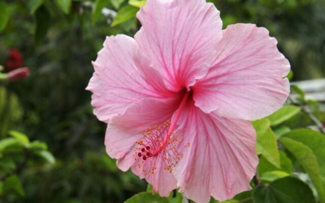 Pension Hibiscus