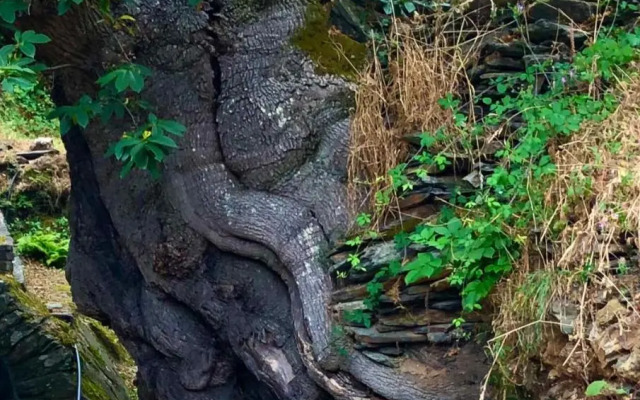 Pensión Blanco Conde