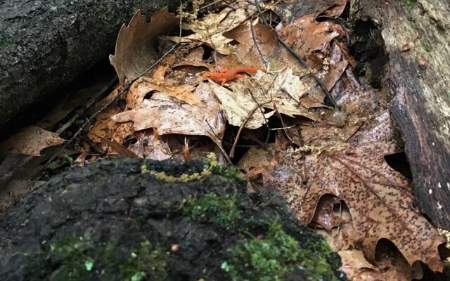 Tentrr - Little Bear